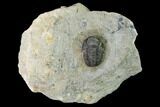 Detailed Gerastos Trilobite Fossil - Morocco #152804-1